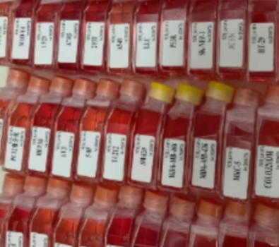 人白细胞介素15（IL-15）重组蛋白