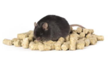 60 kca1%高脂及胆碱缺乏鼠粮 辐照灭菌