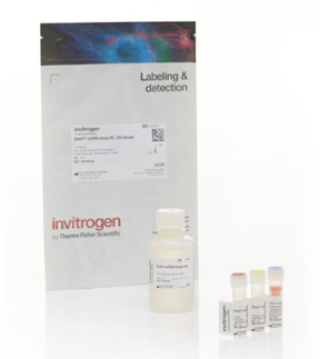 试剂盒Qubit ssDNA Assay Kit